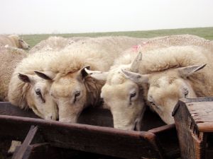 sheep eating from trough